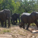 Olifanten Krugerpark