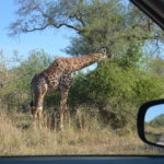 Giraf Krugerpakr